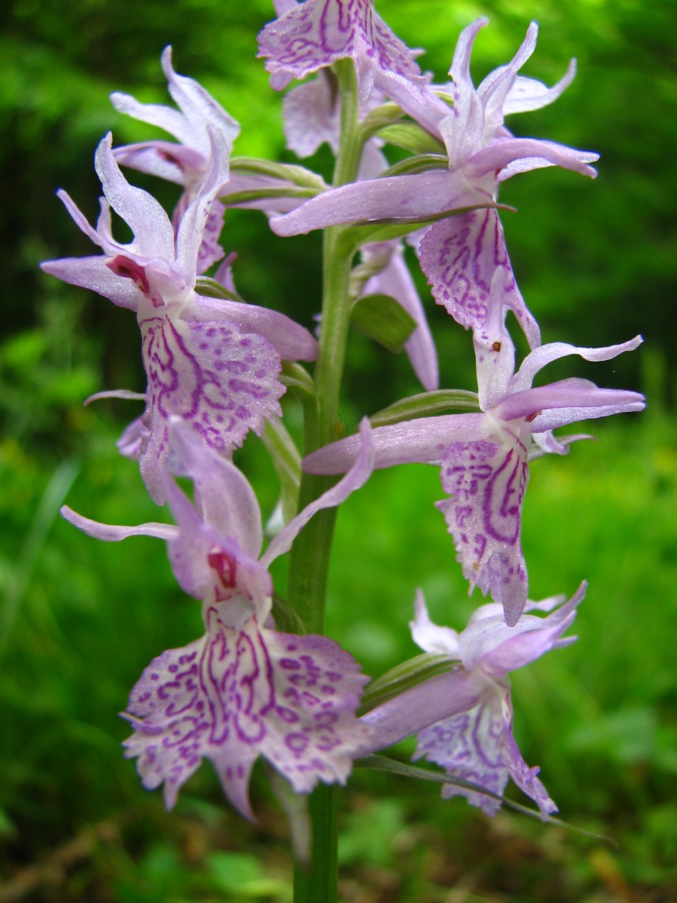 Image of genus Dactylorhiza specimen.