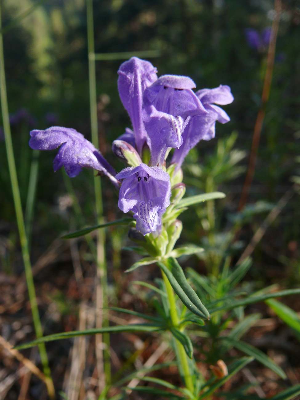 Image of Dracocephalum ruyschiana specimen.