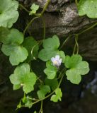 Cymbalaria muralis