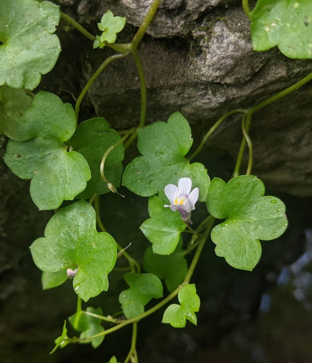 Изображение особи Cymbalaria muralis.