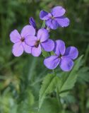 Hesperis sibirica. Цветки с питающимися жуками. Владимирская обл., г. Александров, разнотравный луг. 18.06.2022.