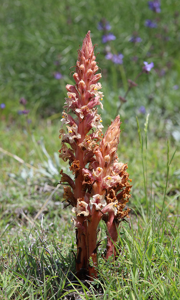 Image of Orobanche kurdica specimen.