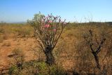 Adenium obesum подвид socotranum. Цветущее растение. Эфиопия, провинция Сидамо, аураджа Арэро, национальный парк \"Yabelo \". 28.12.2014.