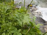 Heracleum ponticum