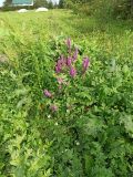 Lythrum salicaria