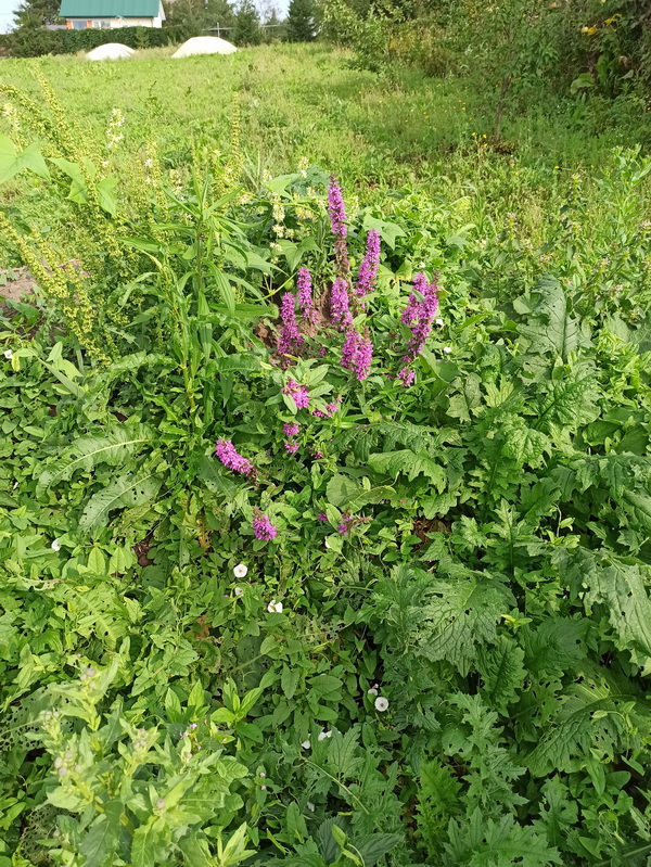 Image of Lythrum salicaria specimen.