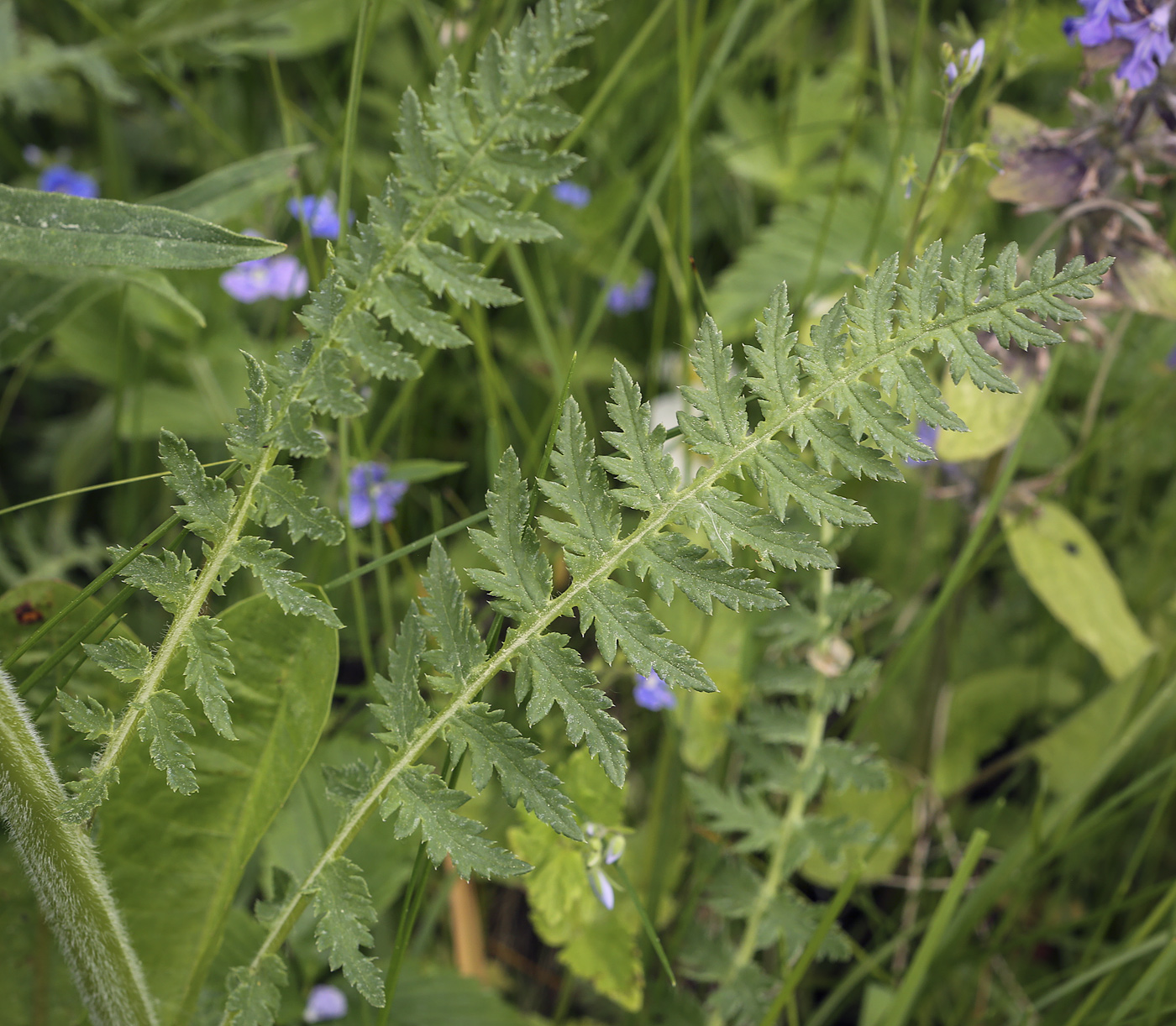 Изображение особи Pedicularis kaufmannii.