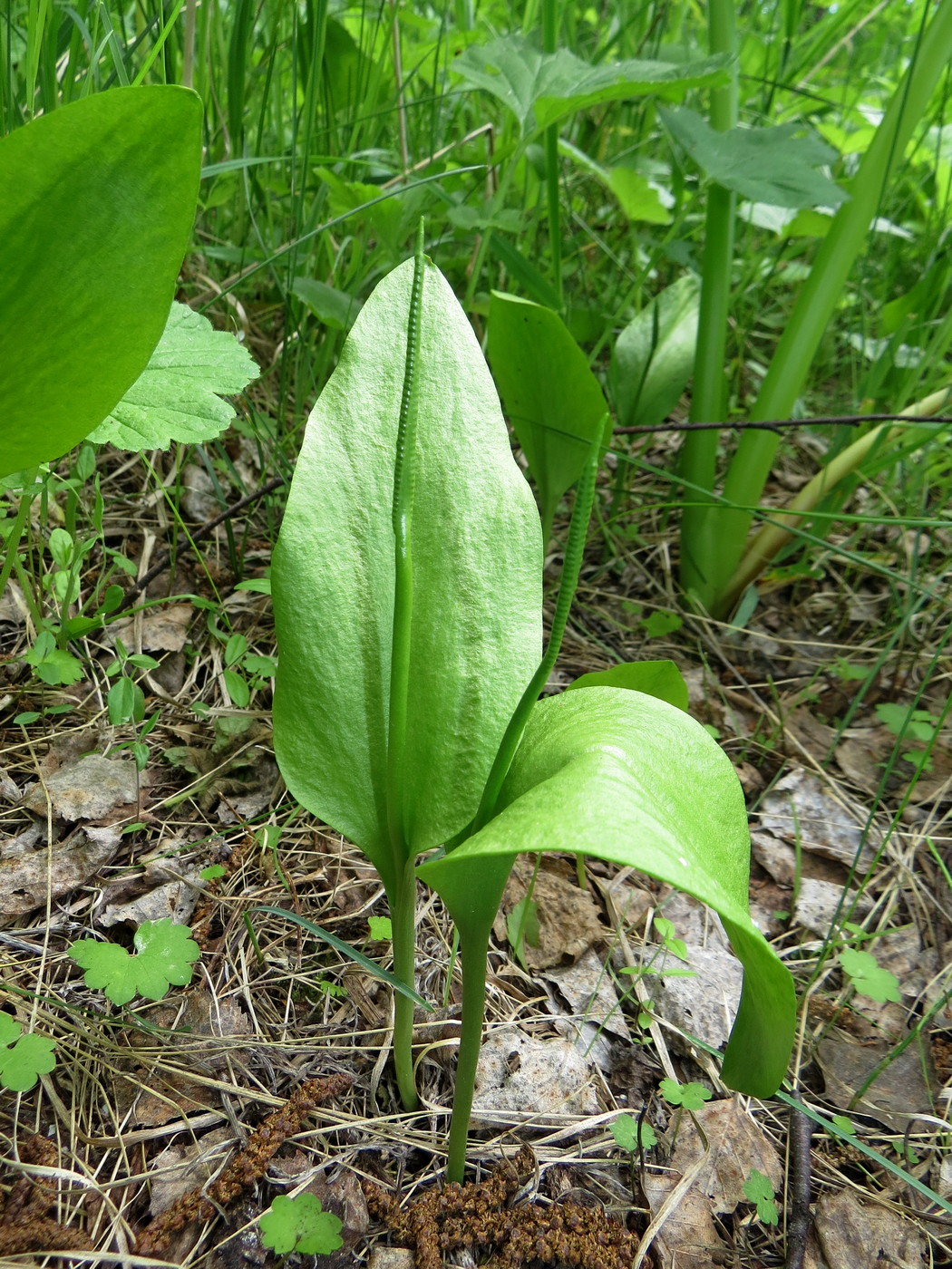 Image of Ophioglossum vulgatum specimen.