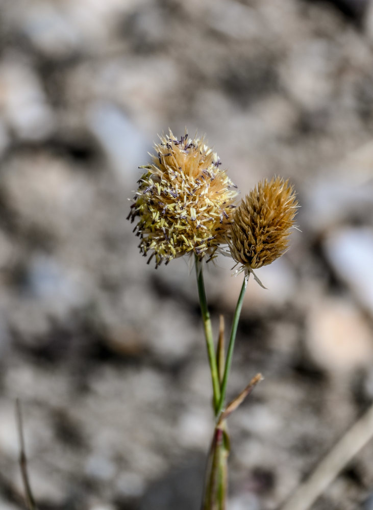 Image of Calamagrostis anthoxanthoides specimen.