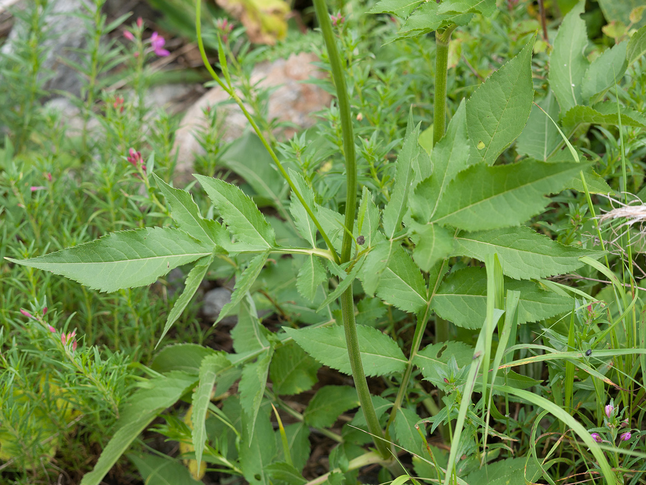 Image of Cephalaria gigantea specimen.