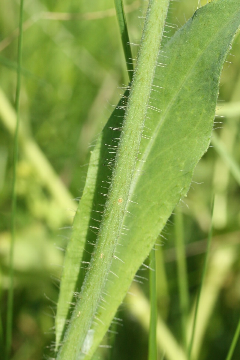 Image of Pilosella praealta specimen.