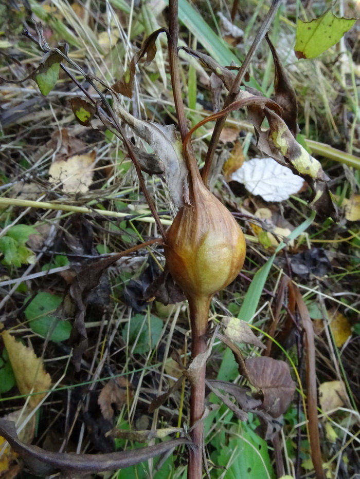 Изображение особи Cirsium setosum.