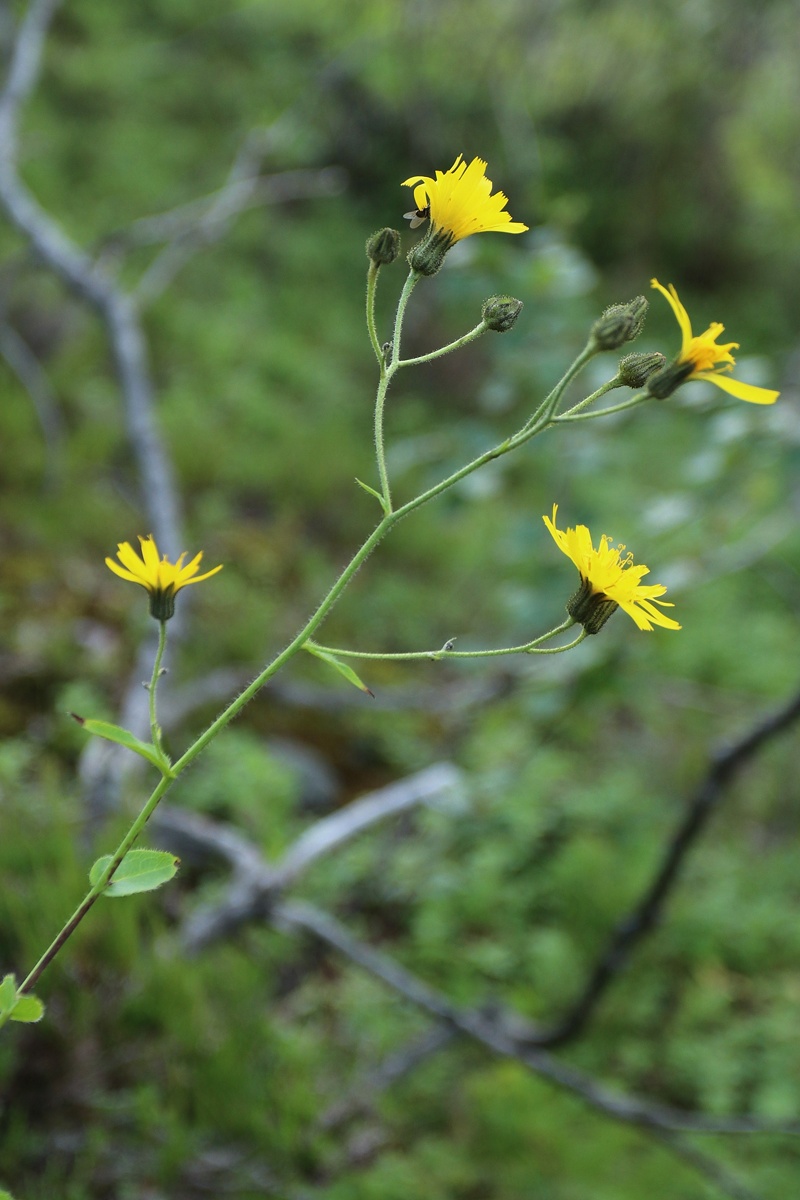 Изображение особи Hieracium furvescens.