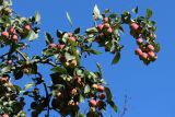 Malus prunifolia