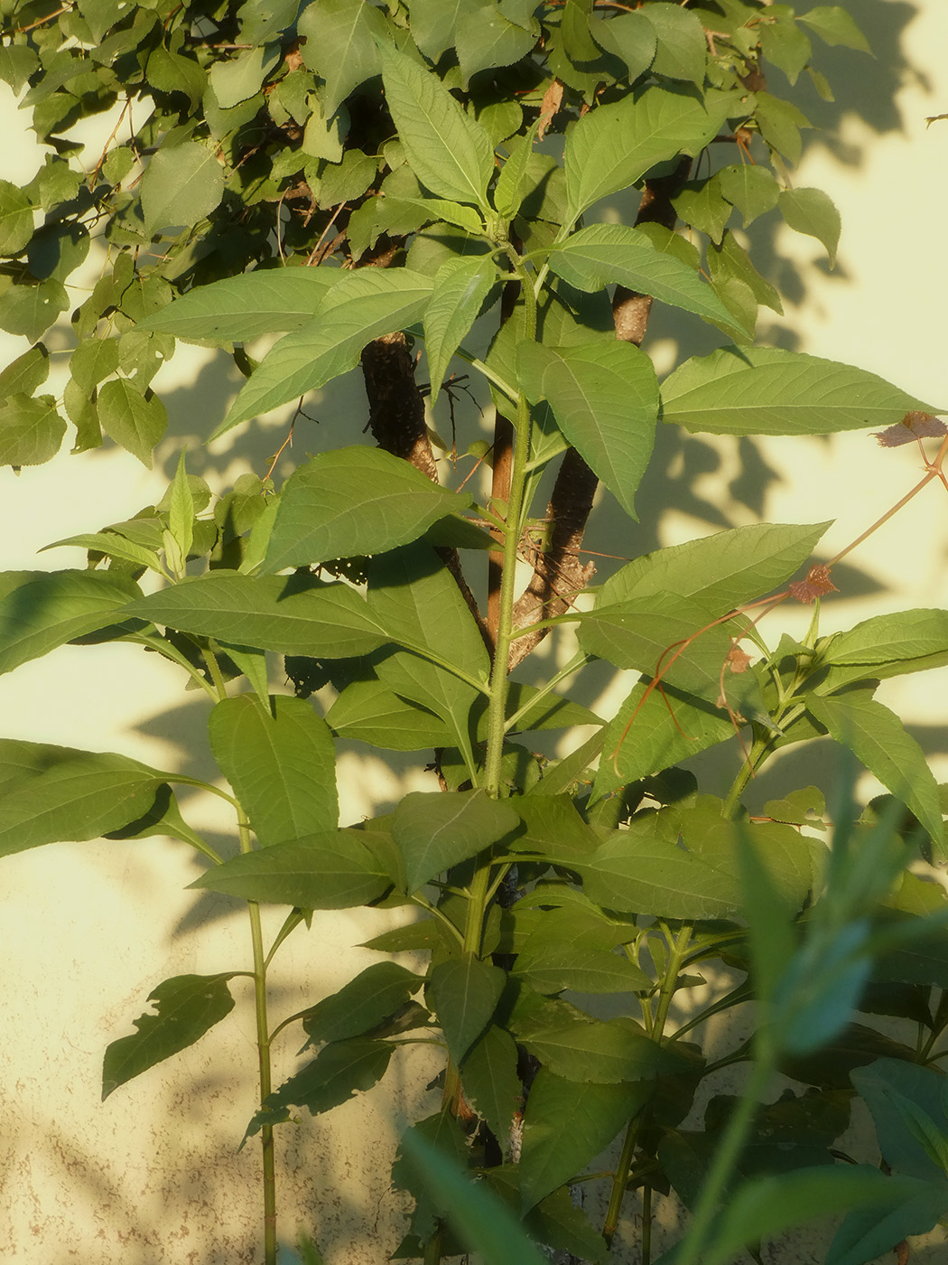 Image of Helianthus tuberosus specimen.