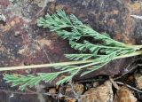 семейство Apiaceae