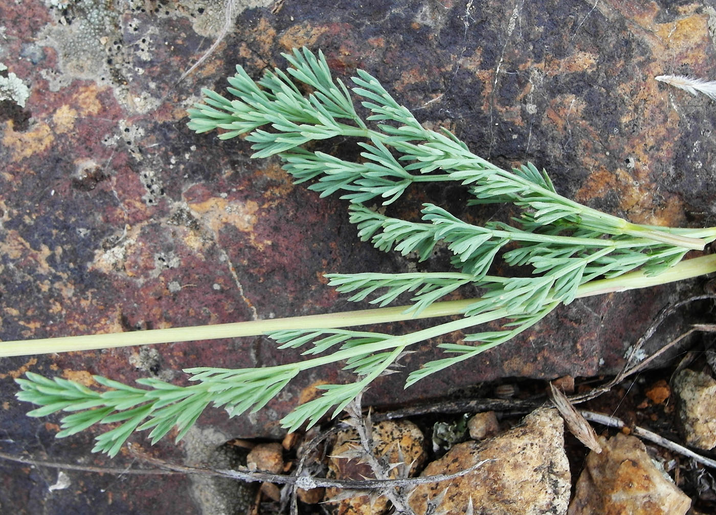 Image of familia Apiaceae specimen.