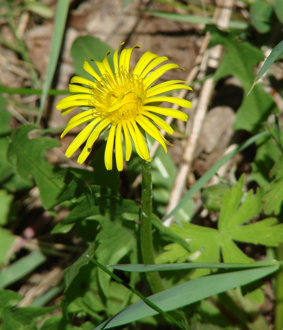 Изображение особи род Taraxacum.