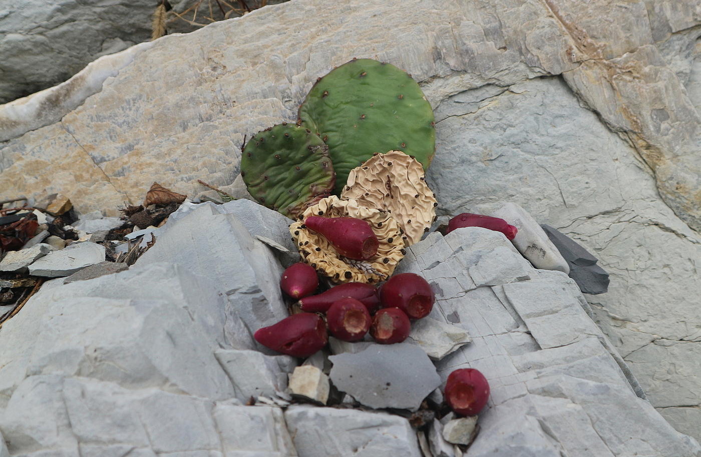 Image of Opuntia humifusa specimen.