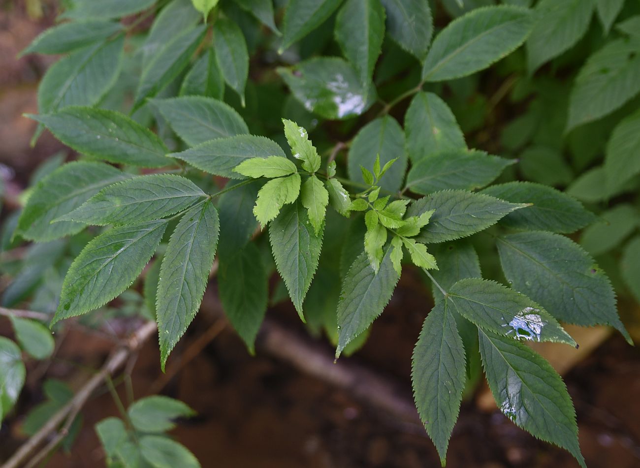 Image of Sambucus nigra specimen.