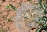 Tragopogon marginifolius