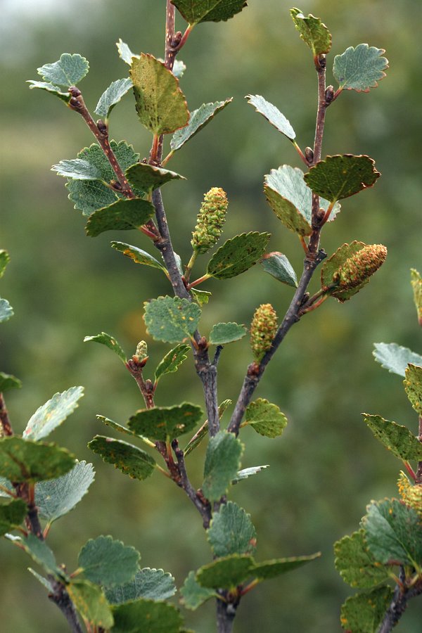 Изображение особи Betula &times; alpestris.