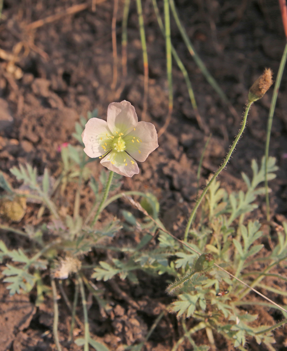 Изображение особи Papaver alboroseum.