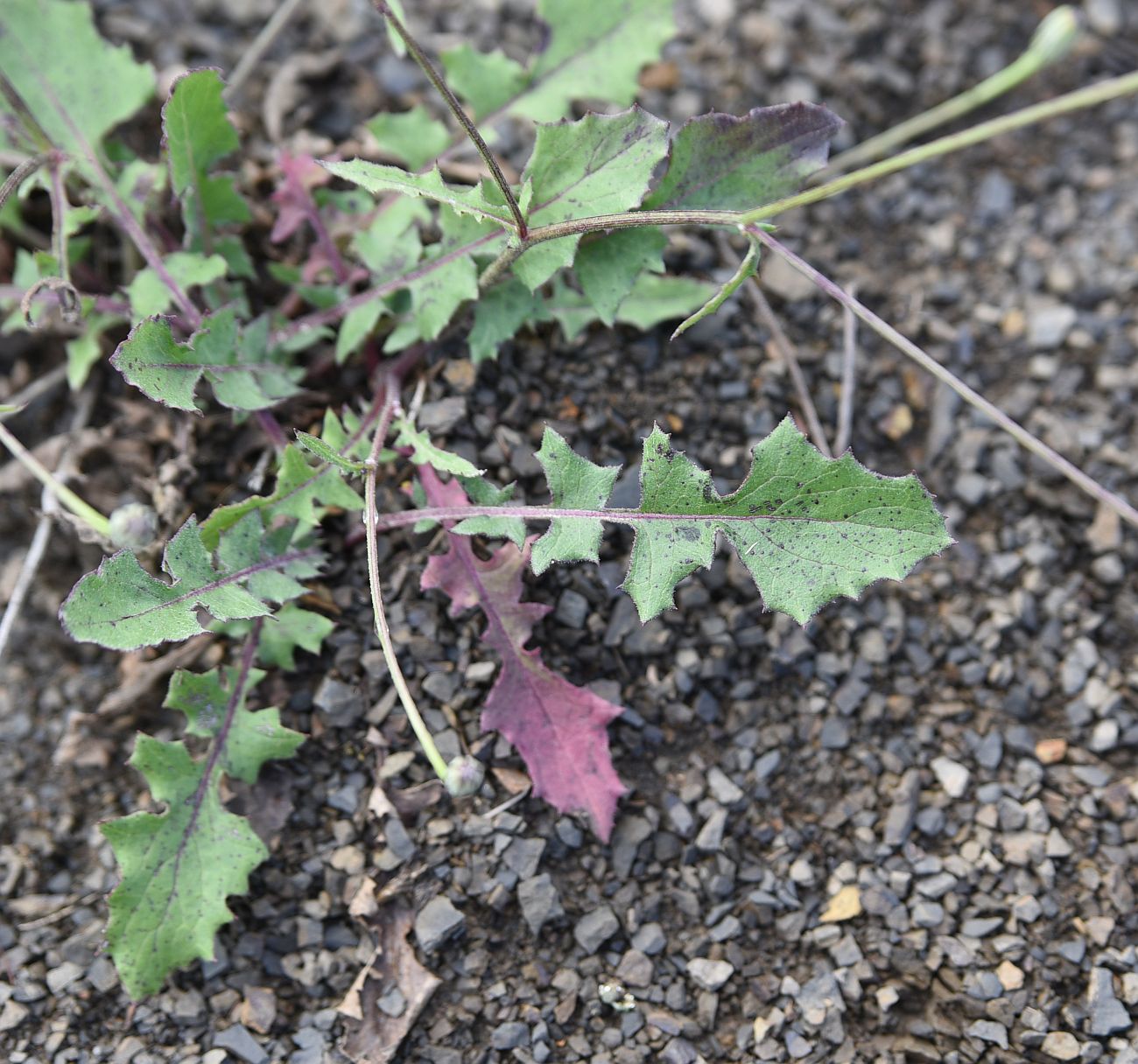 Изображение особи семейство Asteraceae.