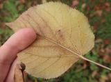 genus Tilia