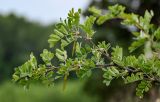 Caragana arborescens