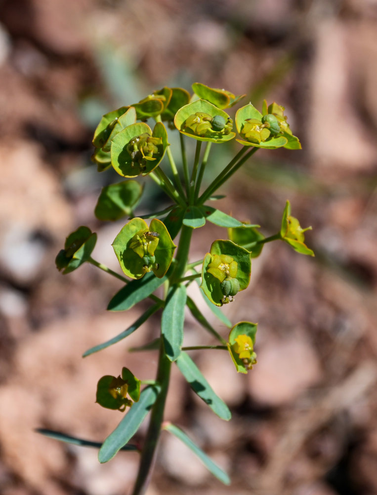 Image of Euphorbia caesia specimen.