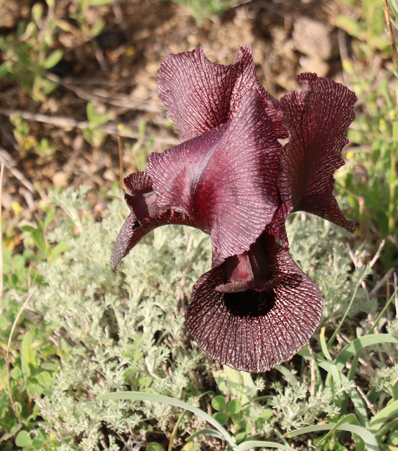 Изображение особи Iris lycotis.