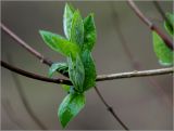 Philadelphus pubescens