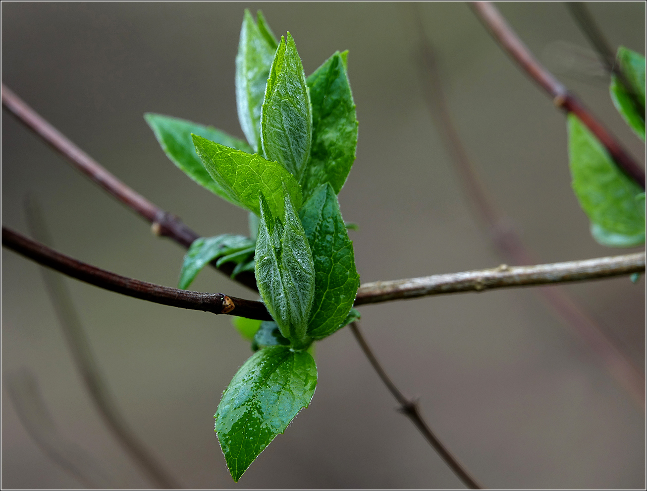 Image of Philadelphus pubescens specimen.