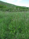 Valeriana officinalis