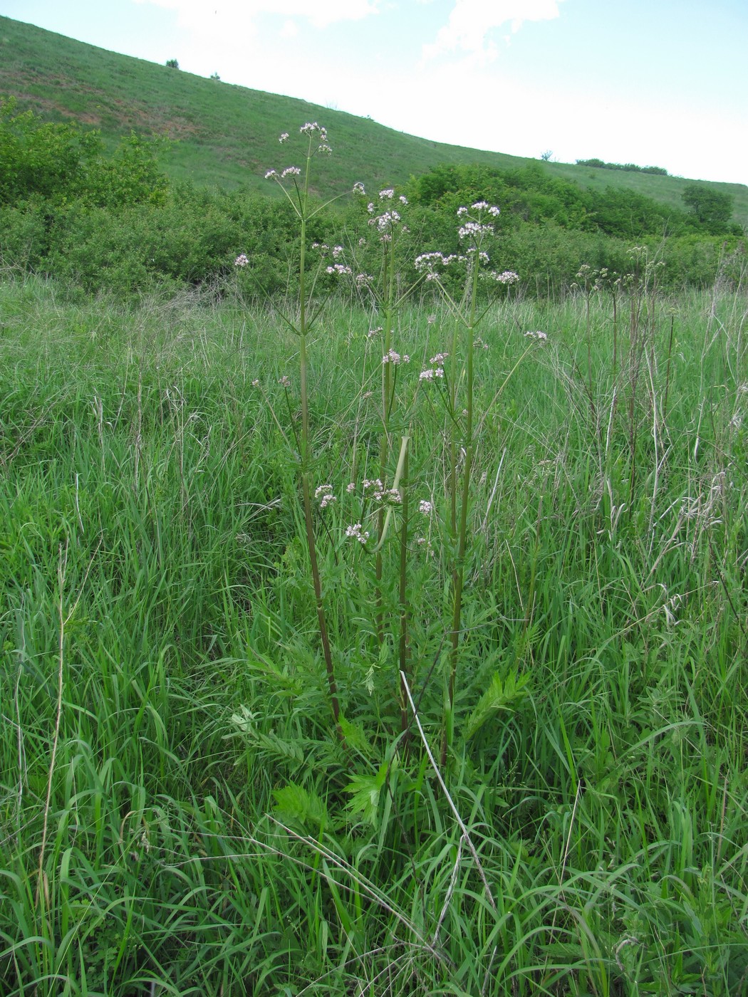 Изображение особи Valeriana officinalis.