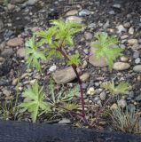Geranium sibiricum. Вегетирующее растение. Пермский край, Кунгурский муниципальный округ, село Моховое, станция Иренский, между железнодорожными путями. 04.06.2023.