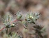 Salsola leptoclada. Верхушка побега с цветками. Узбекистан, Наманганская обл., Папский р-н, 15 км СЗЗ г. Пап, глинистая полупустыня. 20 мая 2023 г.