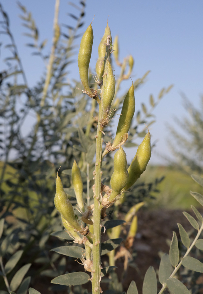 Изображение особи Goebelia pachycarpa.