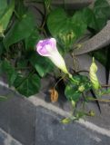 Ipomoea tricolor