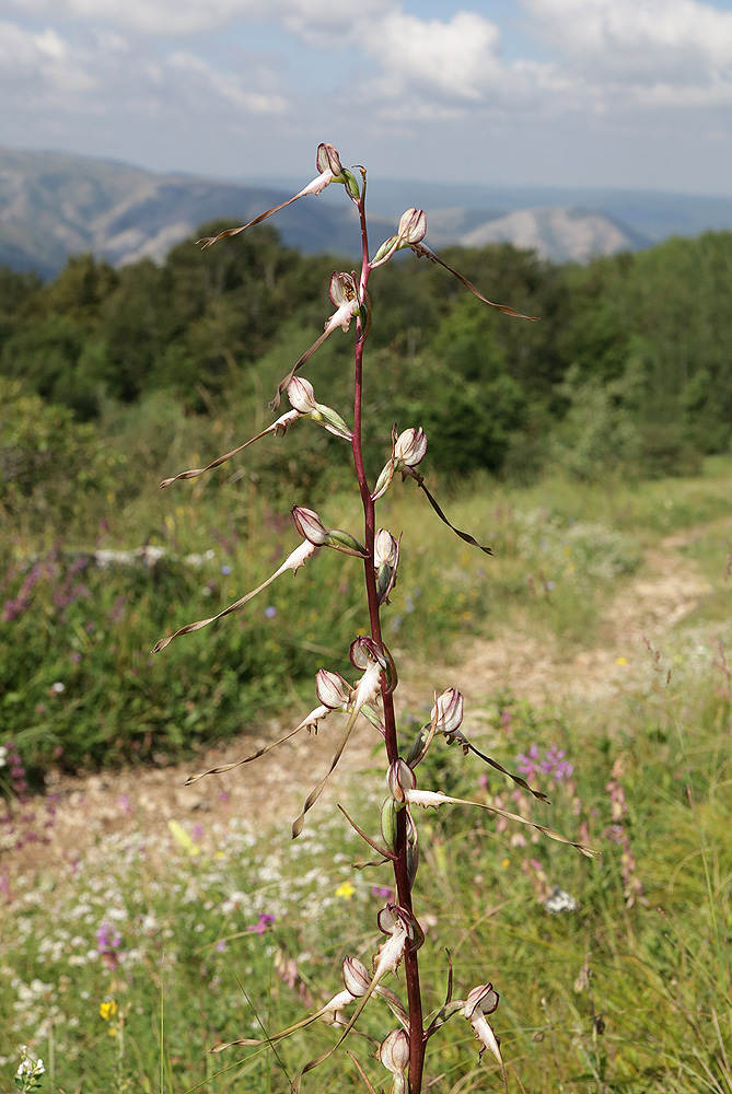 Изображение особи Himantoglossum caprinum.