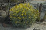 Encelia farinosa