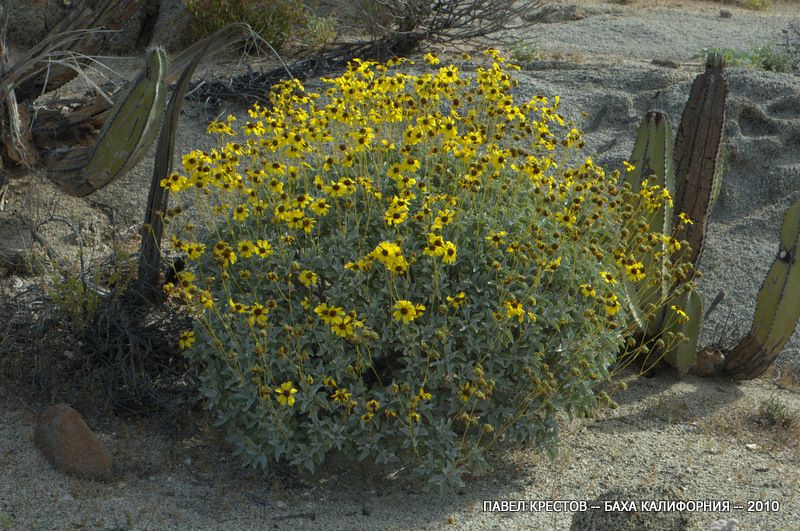 Изображение особи Encelia farinosa.