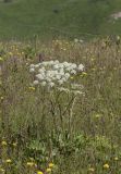 genus Heracleum