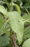 Centaurea abnormis. Лист (верхняя сторона). Республика Адыгея, Кавказский биосферный заповедник, перевал Армянский, 1866 м н.у.м., субальпийский луг. 12.08.2023.