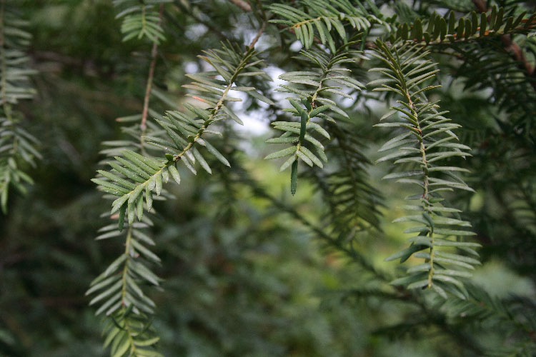 Image of Taxus cuspidata specimen.