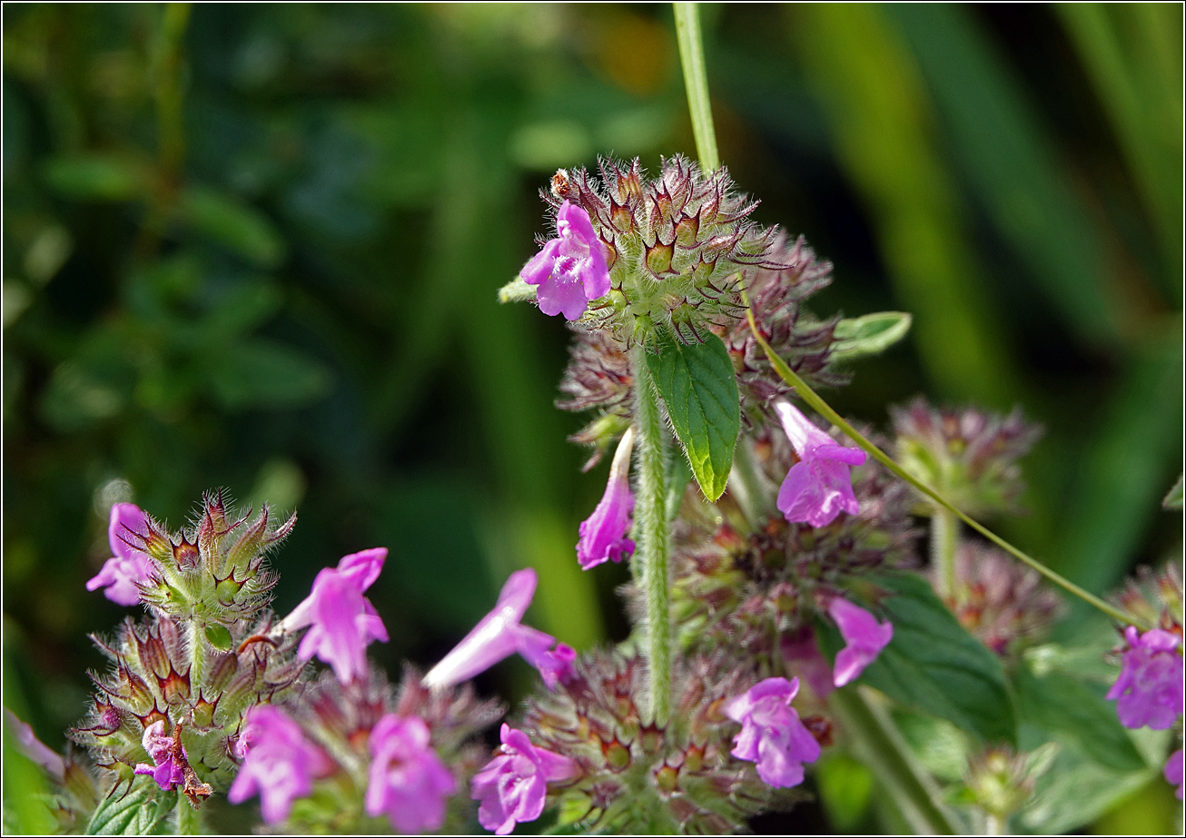 Изображение особи Clinopodium vulgare.