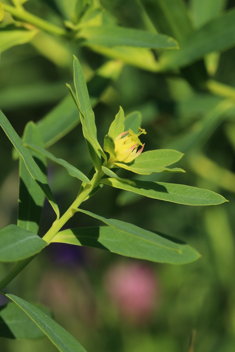 Image of Euphorbia virgata specimen.