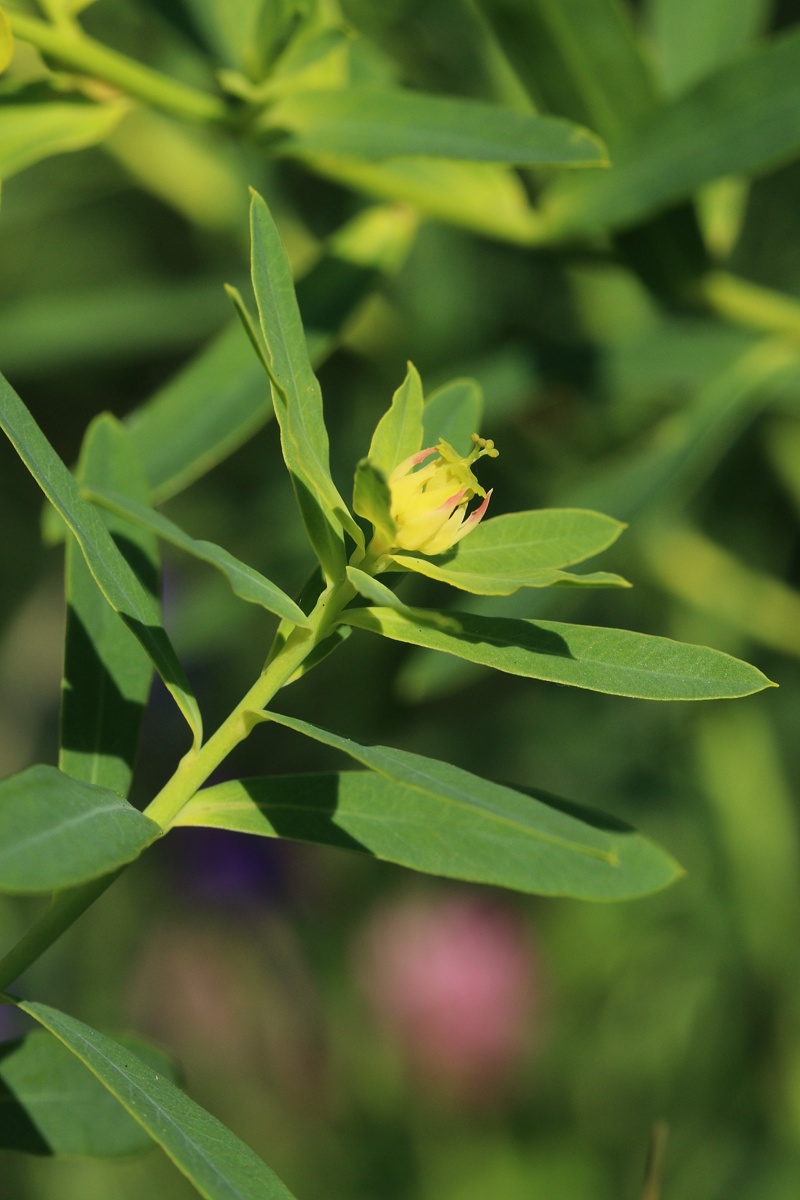 Изображение особи Euphorbia virgata.