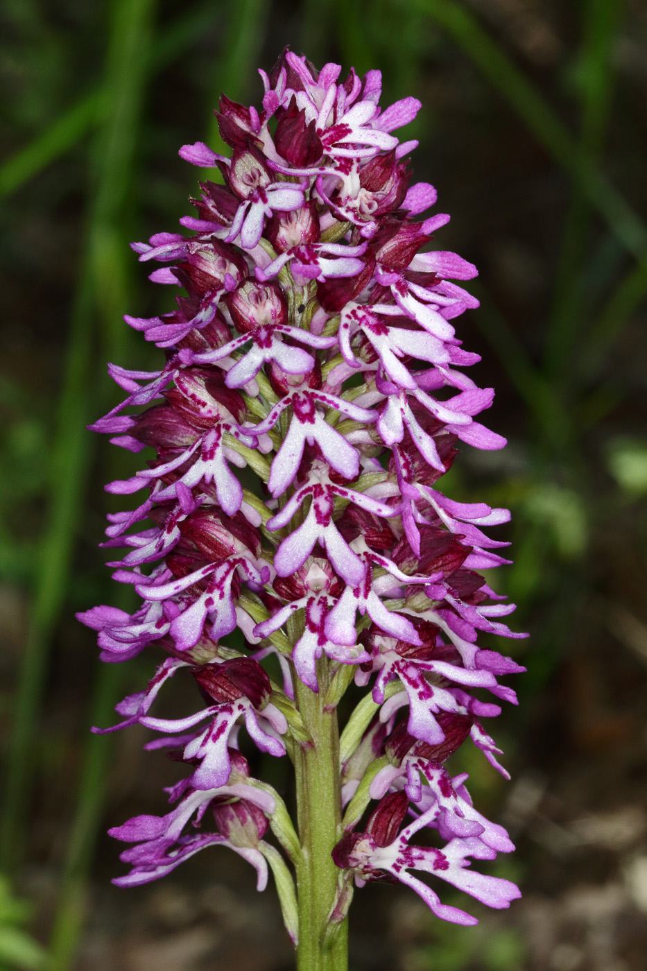 Image of Orchis purpurea ssp. caucasica specimen.